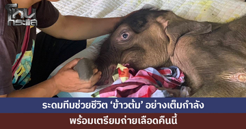 ระดมทีมช่วยชีวิต 'ข้าวต้ม' ลูกช้างป่าพลัดหลง อย่างเต็มกำลัง เตรียมถ่ายเลือดคืนนี้