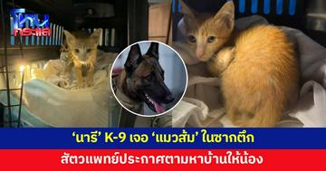 ช่วยได้อีกตัว! 'นารี' K-9 เจอ 'แมวส้ม' ในซากตึก สัตวแพทย์ประกาศตามหาบ้านให้น้อง