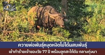 ควายพ่อพันธุ์หงุดหงิดไม่ได้ผสมพันธุ์  เข้าทำร้ายเจ้าของวัย 77 ปี พร้อมลูกสะใภ้ ดับกลางทุ่งนา