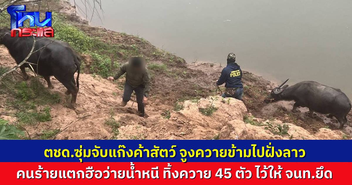 ตชด. ซุ่มจับ แก๊งค้าสัตว์ข้ามชาติ กำลังจูงควายข้ามแม่น้ำไปฝั่งลาว พอเจอ จนท. แตกฮือว่ายน้ำหนี ทิ้งควายกว่า 45 ตัว โดน จนท.ยึดเรียบ