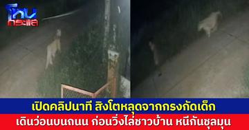 เปิดคลิปนาทีสิงโตหลุดออกจากบ้านอินฟลูฯ วิ่งไล่ชาวบ้าน ก่อนกัดเด็ก 11 ขวบ บาดเจ็บ
