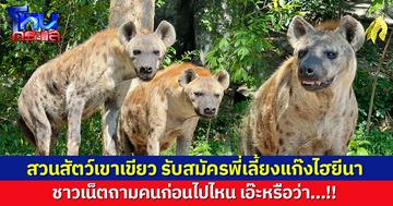 ขอเชิญคนกล้า! สวนสัตว์เปิดเขาเขียว รับสมัครพี่เลี้ยงแก๊งไฮยีนา ชาวเน็ตถาม แล้วคนก่อนไปไหน?