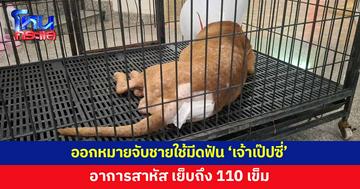 ออกหมายจับชายคลั่ง ใช้มีดฟัน 'เจ้าเป๊ปซี่' สาหัสเย็บถึง 110 เข็ม