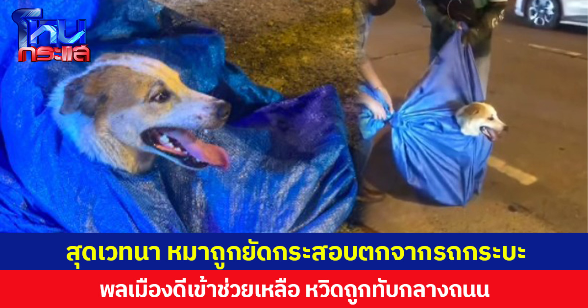 สุดเวทนา หมาถูกยัดกระสอบตกจากรถกระบะ  พลเมืองดีเข้าช่วยเหลือ หวิดถูกทับกลางถนน