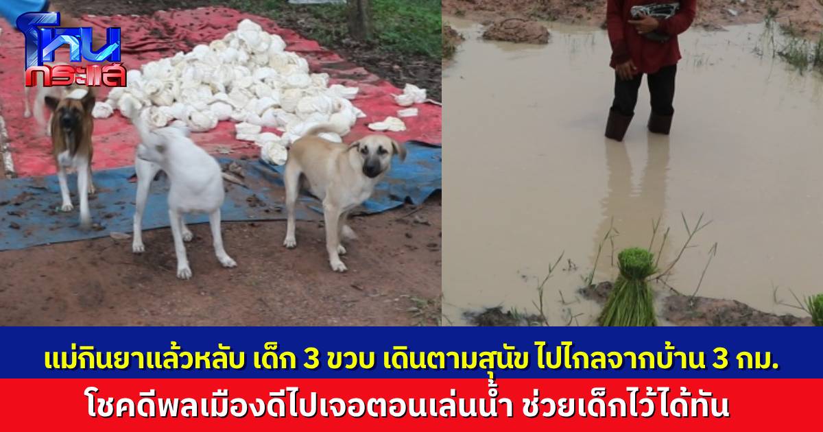 หวิดซ้ำรอย..แม่เด็กกินยาแล้วเผลอหลับ เด็ก 3 ขวบ เดินตามสุนัขที่เลี้ยงไว้ ไปไกล 3 กม. พลเมืองดีมาเจอตอนเล่นน้ำในคันนา โชคดีจริงๆ ที่เด็กปลอดภัย