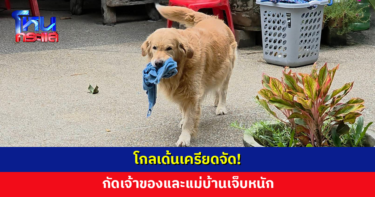โกลเด้นเครียดจัด! กัดเจ้าของและแม่บ้านเจ็บหนัก