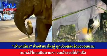 บ่วงสลิงติดปลายงวง “พลายงาเดียว” ช้างป่าเขาใหญ่ ถูกรัดจนงวงบวม เจ้าหน้าที่ใช้โดรนบินตามหาจนช่วยได้สำเร็จ