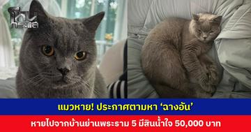 แมวหาย! ประกาศตามหา ‘ฉางอัน’ บริติช ชอร์ตแฮร์ มีสินน้ำใจ 50,000 บาท