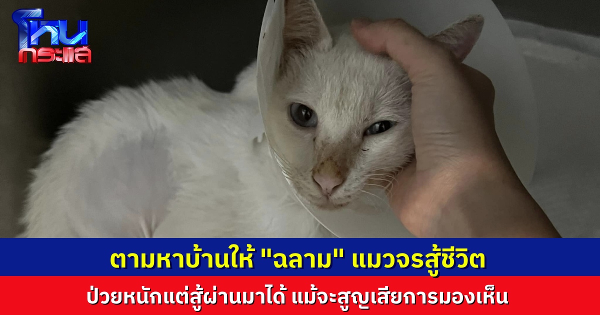 ตามหาบ้านให้ “ฉลาม” แมวจรป่วยหนัก รักษาตัวจนตาบอด แต่ยังใจสู้เพื่อให้มีชีวิตต่อ หวังได้บ้านที่พร้อม มารับน้องไปดูแล