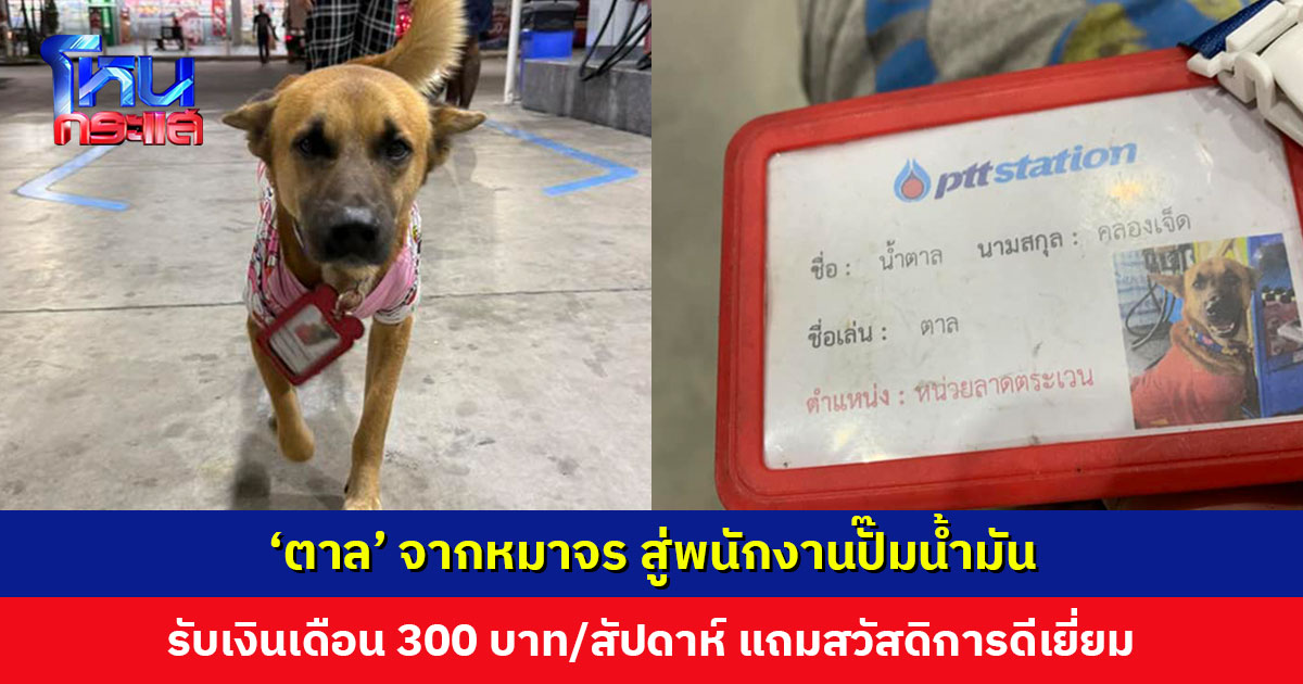 ‘ตาล’ จากหมาจร สู่พนักงานปั๊มน้ำมัน ตำแหน่ง หน่วยลาดตระเวน มีบัตรพนักงาน มีเงินเดือน แถมสวัสดิการดีเยี่ยม