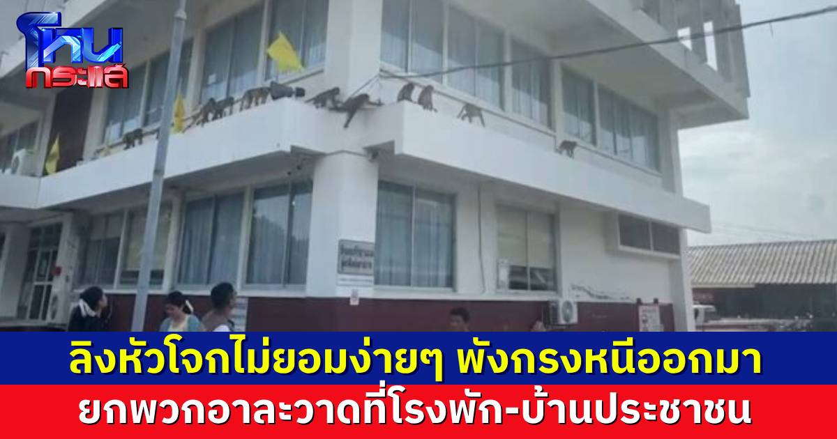 ไม่ยอมง่ายๆ ลิงหัวโจก แหกกรงจนพัง ยกพวกบุกป่วนโรงพัก ตำรวจต้องปิดหน้าต่างวุ่น  บ้านเรือนประชาชน โดนป่วนหนัก