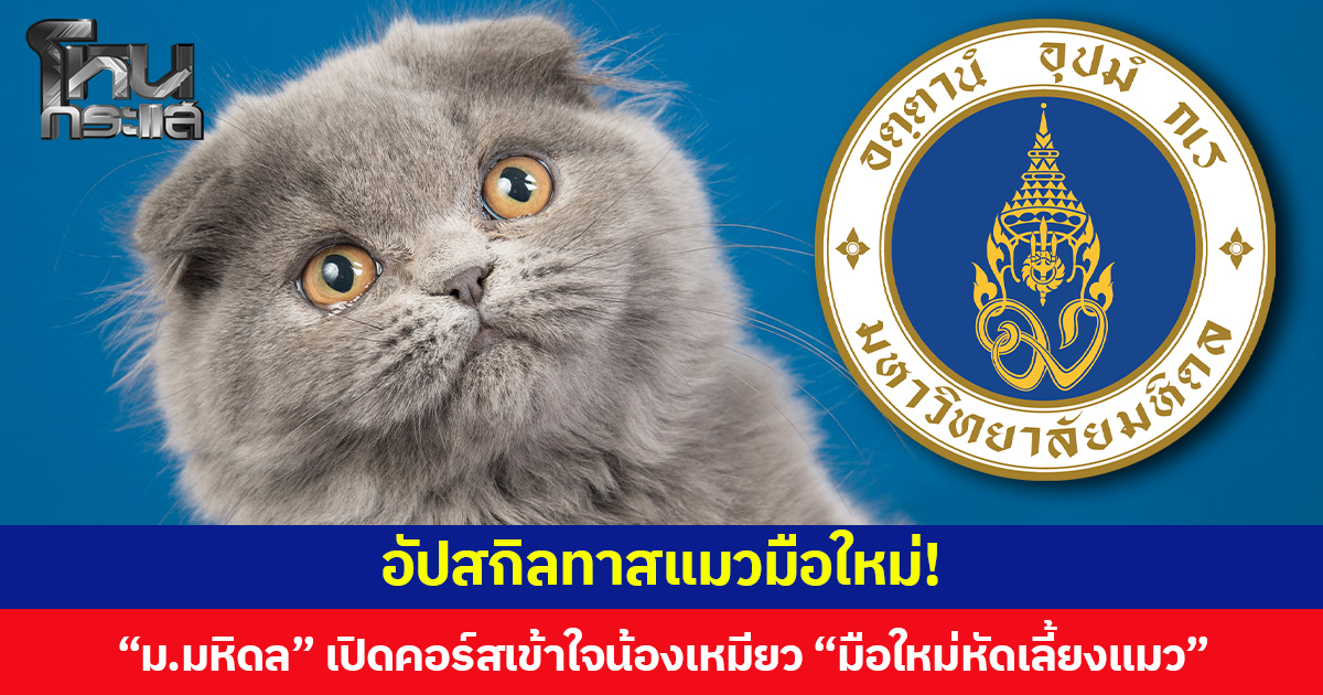 อัปสกิลทาสแมวมือใหม่!  “ม.มหิดล” เปิดคอร์สเข้าใจน้องเหมียว “มือใหม่หัดเลี้ยงแมว” เรียนฟรีได้ทุกที่ 1 ชม.