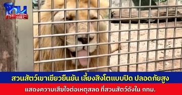 สวนสัตว์เปิดเขาเขียว ยืนยัน เลี้ยงสิงโตแบบปิด มีความปลอดภัยสูง ผอ.สวนสัตว์ แสดงความเสียใจ กรณีเจ้าหน้าที่สวนสัตว์ดังเสียชีวิต