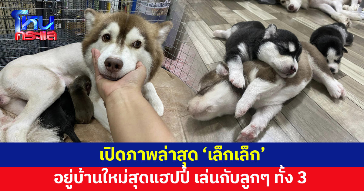 เปิดภาพล่าสุด 'เล็กเล็ก' อยู่บ้านใหม่สุดแฮปปี้ นอนเล่น ให้นมลูกทั้ง 3