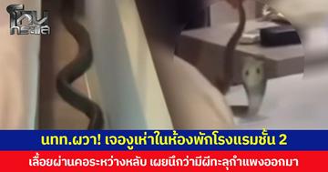 นักท่องเที่ยวผวา! เจองูเห่าในห้องพักโรงแรมชั้น 2  เลื้อยผ่านคอระหว่างหลับ เผยนึกว่ามีผีทะลุกำแพงออกมา
