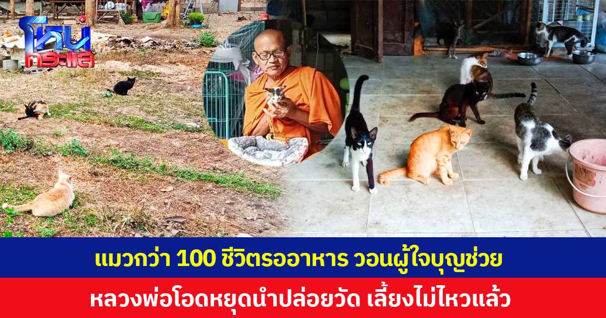 แมวกว่า 100 ชีวิตรออาหาร พระลำปางวอนผู้ใจบุญช่วย หลังอาหารเม็ดหมด วอนหยุดนำแมวมาปล่อยวัด บ่นเลี้ยงไมไหวแล้ว