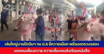 เล่นใหญ่ งานปัจฉิมฯ จบ ป.6 ขี่ควายเผือก พร้อมแตรวงฉลอง บอก คนเลี้ยงควาย ควายเลี้ยงคนส่งเรียนหนังสือ