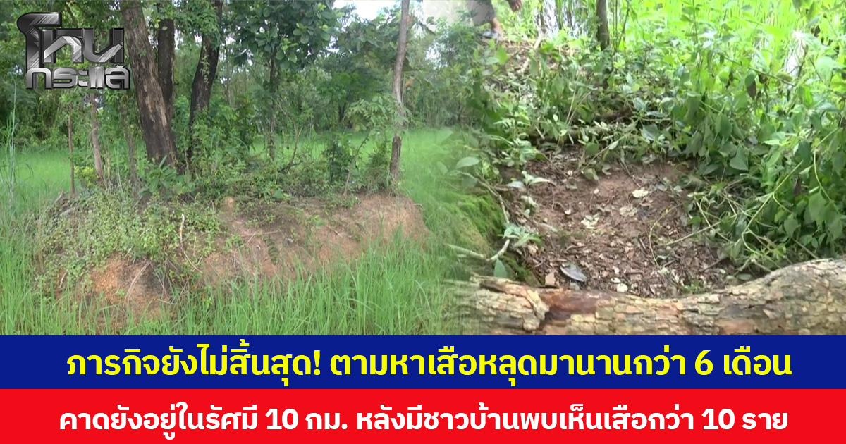 ภารกิจยังไม่สิ้นสุด! ตามหาเสือหลุดมานานกว่า 6 เดือน  คาดยังอยู่ในรัศมี 10 กม. หลังมีชาวบ้านพบเห็นเสือกว่า 10 ราย