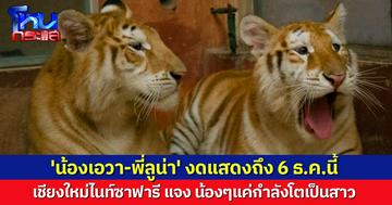 เอฟซีไม่ต้องห่วง! เชียงใหม่ไนท์ซาฟารี แจง 'น้องเอวา-พี่ลูน่า' งดแสดง 30 พ.ย.- 6 ธ.ค.นี้ เพราะอยู่ในวัยเจริญพันธุ์