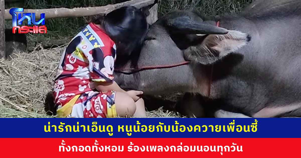 น่ารักน่าเอ็นดู หนูน้อยกับน้องควายเพื่อนซี้ ขี่หลัง นอนเล่นคลอเคลีย ร้องเพลงกล่อมนอนทุกวัน