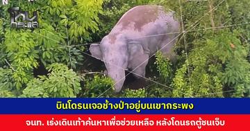 บินโดรนเจอช้างป่าอยู่บนเขากระพง จนท. เร่งเข้าช่วยเหลือ หลังโดนรถตู้ชนบาดเจ็บ