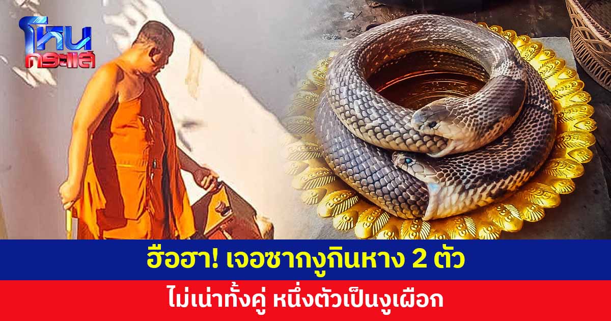 ฮือฮา! ซากงูกินหาง 2 ตัว ไม่เน่า หนึ่งตัวเป็นงูเผือก เชื่อเป็นสัญลักษณ์แห่งโชคลาภ