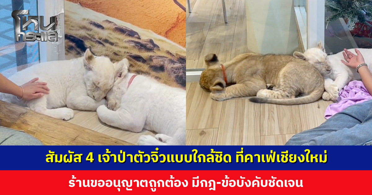 คาเฟ่สิงโตเชียงใหม่ เปิดให้สัมผัส 4 เจ้าป่าตัวจิ๋วแบบใกล้ชิด ร้านขออนุญาตถูกต้อง มีกฎ-ข้อบังคับชัดเจน