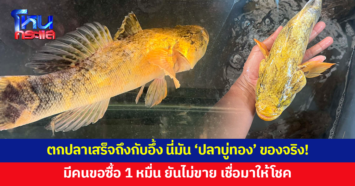 ตกปลาเสร็จ เอากลับมาแช่ไว้ในกะละมัง พอมาดูอีกทีถึงกับอึ้ง 'ปลาบู่สีทองอร่าม' มีคนขอซื้อ 1 หมื่น ไม่ขาย