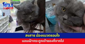 สงสาร...น้องแมวตรอมใจ นอนเฝ้ากระดูกเจ้าของที่จากไป