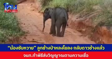 “น้องซับหวาย” ลูกช้างป่าพลัดหลงจากโขลง กลับดาวช้างแล้ว  เจ้าหน้าที่นิมนต์พระทำพิธีส่งวิญญาณตามความเชื่อ