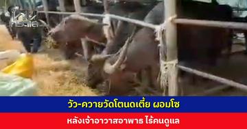 วัว-ควายวัดโตนดเตี้ย ผอมโซ หลังเจ้าอาวาสอาพาธ ไร้คนดูแล