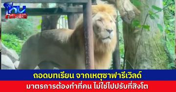 โหนกระแสถอดบทเรียน สิงโตทำร้ายเจ้าหน้าที่ ถ้าการเลี้ยงถูกต้องแล้ว มาตรการความปลอดภัยเริ่มที่ตัวคน ไม่ใช่ไปปรับที่สัตว์