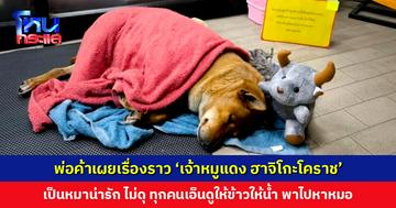 พ่อค้าเผยเรื่องราว ‘เจ้าหมูแดง ฮาจิโกะโคราช’ เป็นหมาน่ารัก ทุกคนเอ็นดู บางครั้งเจ้าของร้านสะดวกซื้อก็พาไปหาหมอ