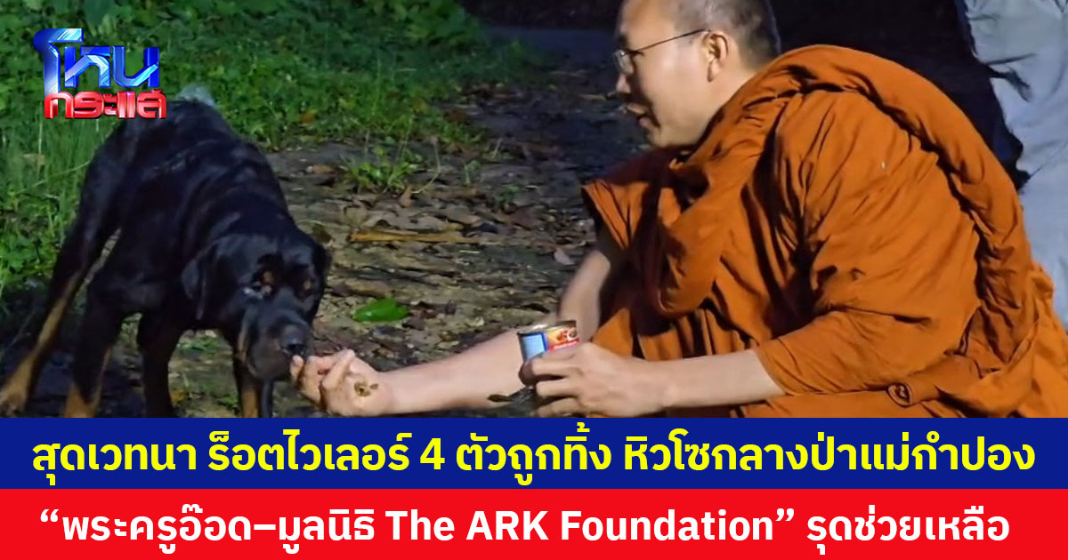 สุดเวทนา ร็อตไวเลอร์ 4 ตัวถูกทิ้ง หิวโซกลางป่าแม่กำปอง  “พระครูอ๊อด–มูลนิธิ The ARK Foundation” รุดช่วยเหลือ