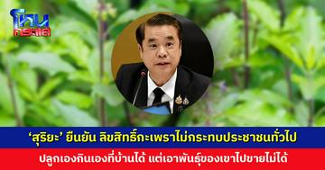 ‘สุริยะ’ ยืนยัน ลิขสิทธิ์กะเพราไม่กระทบประชาชนทั่วไป
