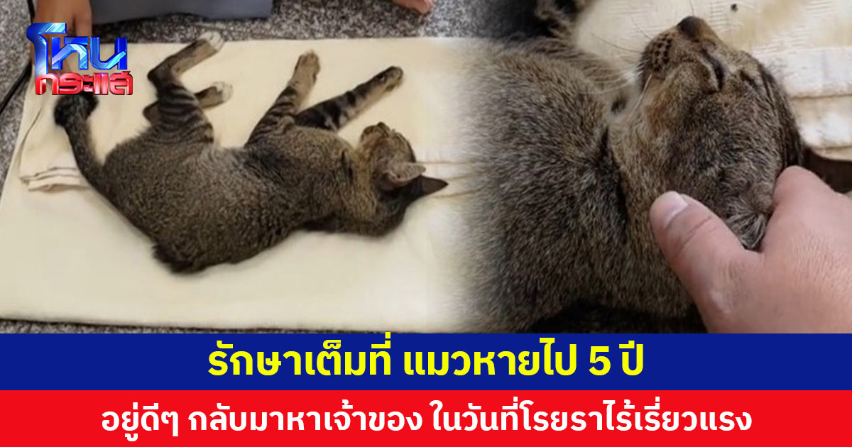 รักษาเต็มที่ แมวหายไป 5 ปี อยู่ดีๆ กลับมาหาเจ้าของในวันที่โรยราไร้เรี่ยวแรง