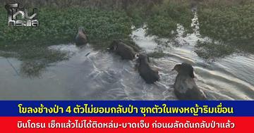 พบโขลงช้างป่า 4 ตัวไม่ยอมกลับป่า ซุกตัวในพงหญ้าริมเขื่อนมูลบน นครราชสีมา หวั่นเจ็บหรือตกหล่ม เจ้าหน้าที่บินโดรนเช็กยืนยัน ช้างปลอดภัย ก่อนผลักดันพ้นชุมชน