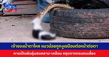 เจ้าของน้ำตาไหล สุดสงสารเจ้าแมวน้อย ถูกงูตัวใหญ่เขมือบต่อหน้าต่อตา คนจับงูคาดเป็นพันธุ์ผสมหลาม-เหลือม