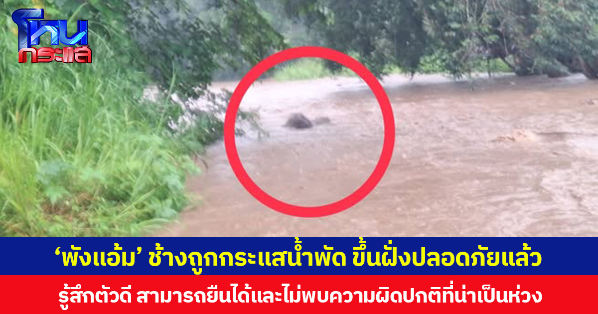“พังแอ้ม” ช้างถูกกระแสน้ำพัดพื้นที่แม่วาง จ.เชียงใหม่ ขึ้นฝั่งปลอดภัยแล้ว!  ตรวจร่างกายเบื้องต้น รู้สึกตัวดี สามารถยืนได้และไม่พบความผิดปกติที่น่าเป็นห่วง