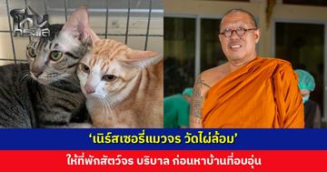 ‘เนิร์สเซอรี่แมวจร วัดไผ่ล้อม’ ให้ที่พักสัตว์จร บริบาล ก่อนหาบ้านที่อบอุ่น