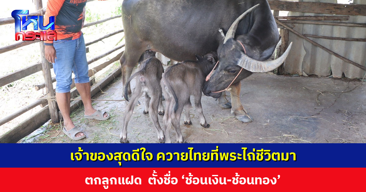 เจ้าของสุดดีใจ ควายไทยที่พระไถ่ชีวิตมา ตกลูกแฝด ตั้งชื่อ ‘ช้อนเงิน-ช้อนทอง’ ชาวบ้านแห่ตีเลขเสี่ยงโชค