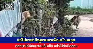 แก้ไม่หาย! ปัญหาหมาเพื่อนบ้านหลุด  ออกมาไล่กัดหมาคนอื่นเจ็บ แล้วไม่รับผิดชอบ