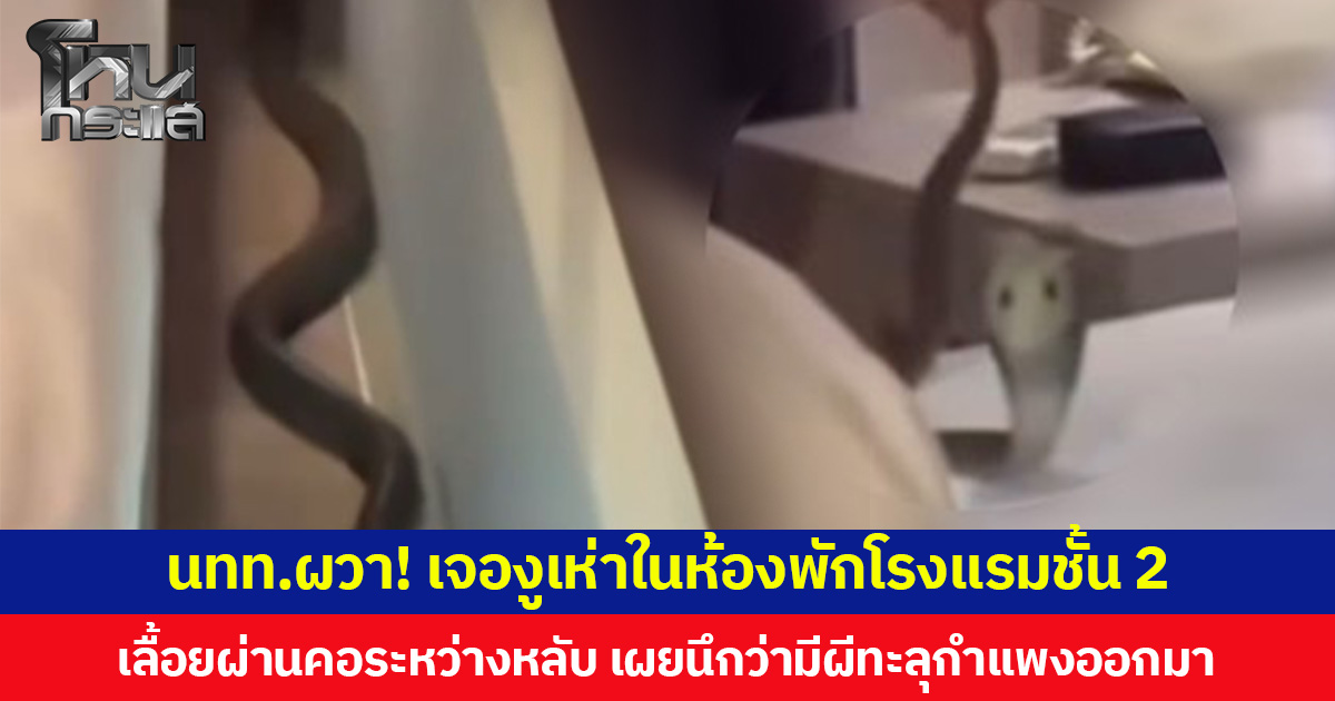 นักท่องเที่ยวผวา! เจองูเห่าในห้องพักโรงแรมชั้น 2  เลื้อยผ่านคอระหว่างหลับ เผยนึกว่ามีผีทะลุกำแพงออกมา