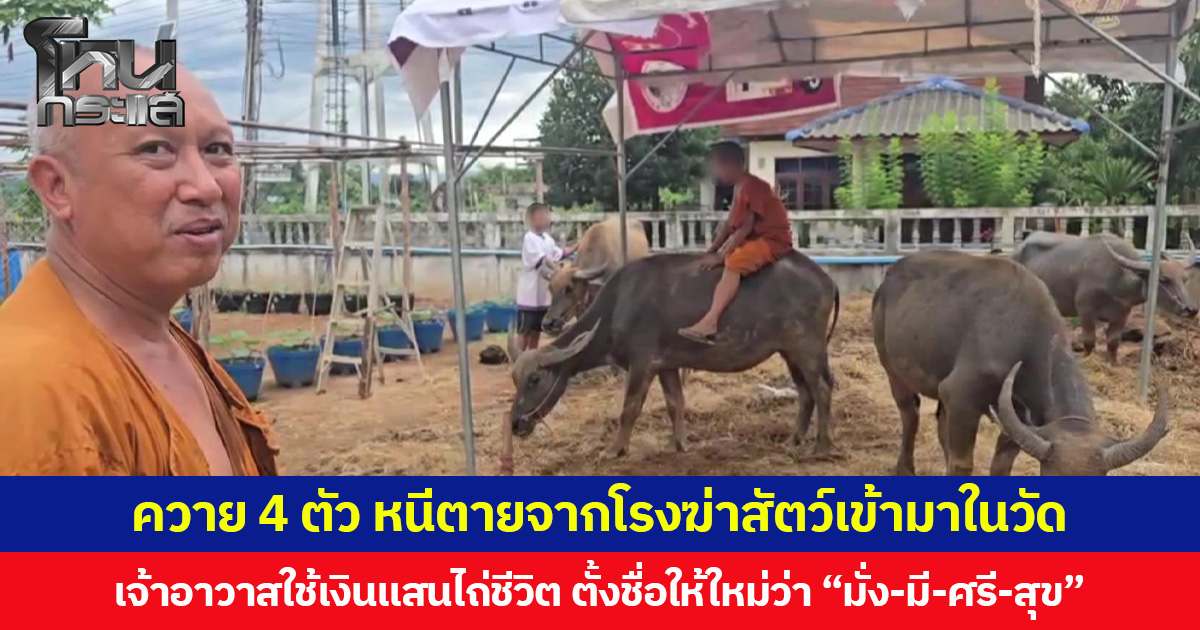 ควาย 4 ตัว หนีตายจากโรงฆ่าสัตว์เข้ามาในวัด เจ้าอาวาสใช้เงินแสนไถ่ชีวิต ตั้งชื่อให้ใหม่ว่า “มั่ง-มี-ศรี-สุข”