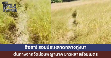 ฮือฮา! รอยประหลาดกลางทุ่งนา ต้นทางจากวัดม่อนพญานาค