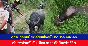 ควายถูกทุบหัวเตรียมเชือดเป็นอาหาร วิ่งเตลิดหนีตาย ตำรวจช่วยกันจับ ก่อนตัดสินใจไถ่ชีวิต