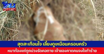 สุดสะเทือนใจ  เลี้ยงดูเหมือนครอบครัว  หมาท้องแก่ถูกบ่วงรัดคอตาย เจ้าของคาดคนจงใจทำร้าย วอนตำรวจเร่งหาตัวคนทำมาดำเนินคดี