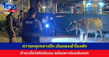ควายหลุดกลางดึก เดินหลงเข้าโรงพัก ตำรวจรับแจ้งเหตุ ก่อนโชว์สกิลจับควายเอง