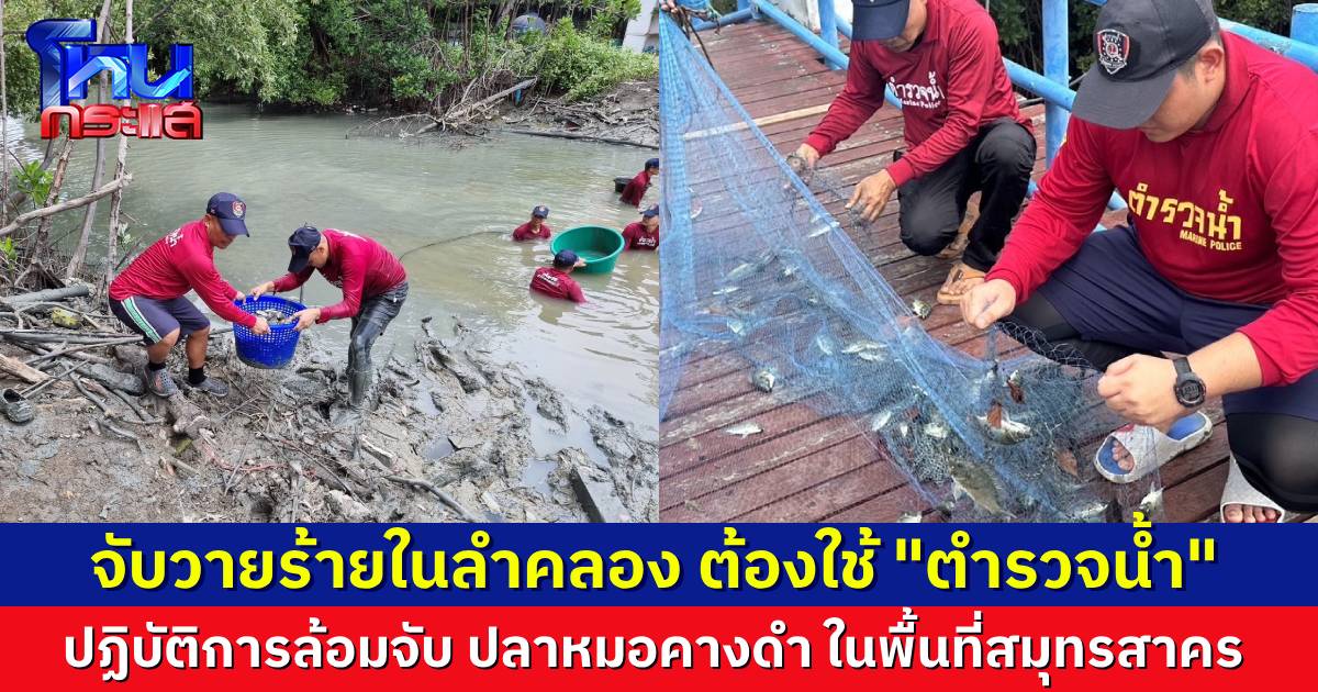 ตำรวจน้ำ ลงพื้นที่สมุทรสาคร เปิดปฏิบัติการล้อมจับผู้ร้ายชื่อ “ปลาหมอคางดำ” นำมาผัดแจกชาวบ้าน