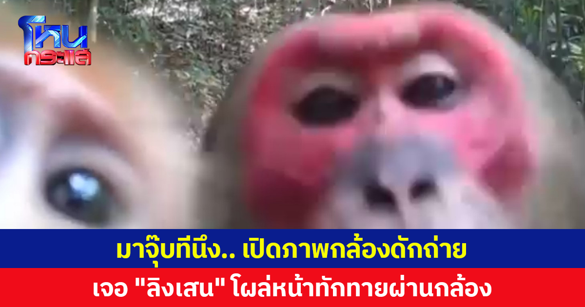 มาจุ๊บทีนึง... เปิดภาพกล้องดักถ่าย เจอ “ลิงเสน” โผล่หน้าทักทายผ่านกล้อง